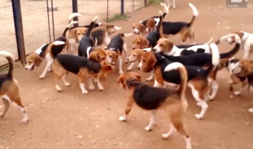 從動物試驗設施中救出的156隻小獵犬