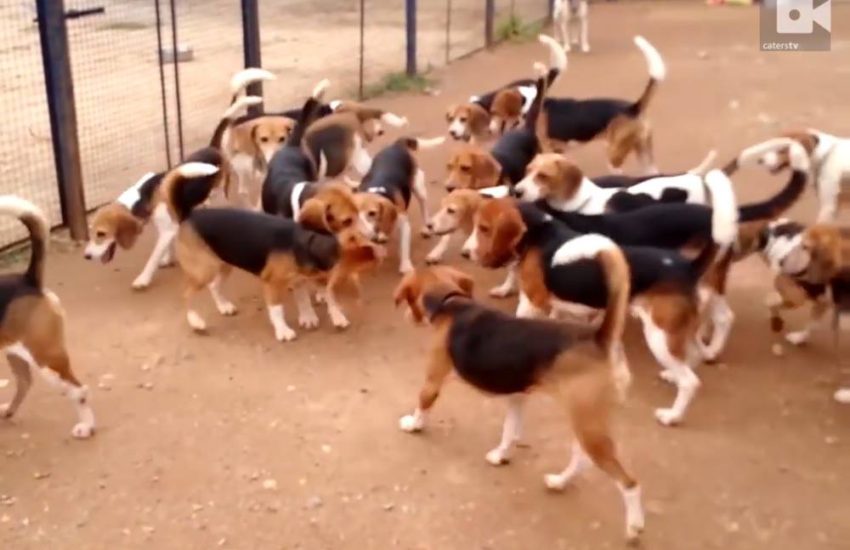 156 Beagles Rescued From Animal Testing Facilities