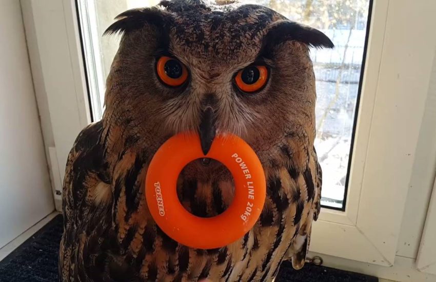 Owl Does Not Like People Taking Its Toys