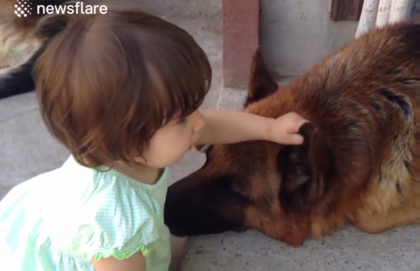 Dog Lets Baby Play With Face