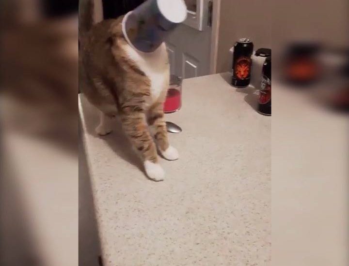 Cat Falls Off Table With Cup On Head
