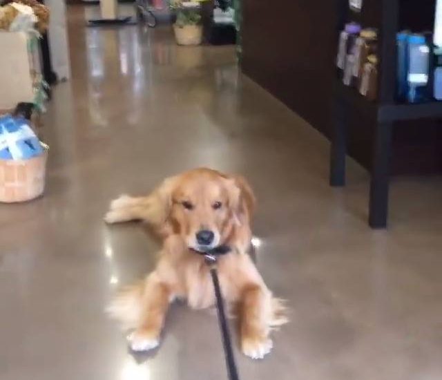 Dog Does Not Want To Go For A Walk