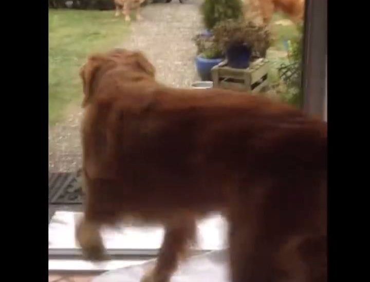 Dogs Bring Shopping In From Car