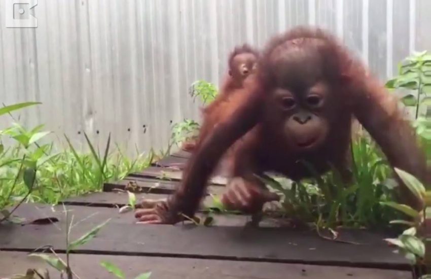 Orangutans Go To 'School' In A Wheelbarrow