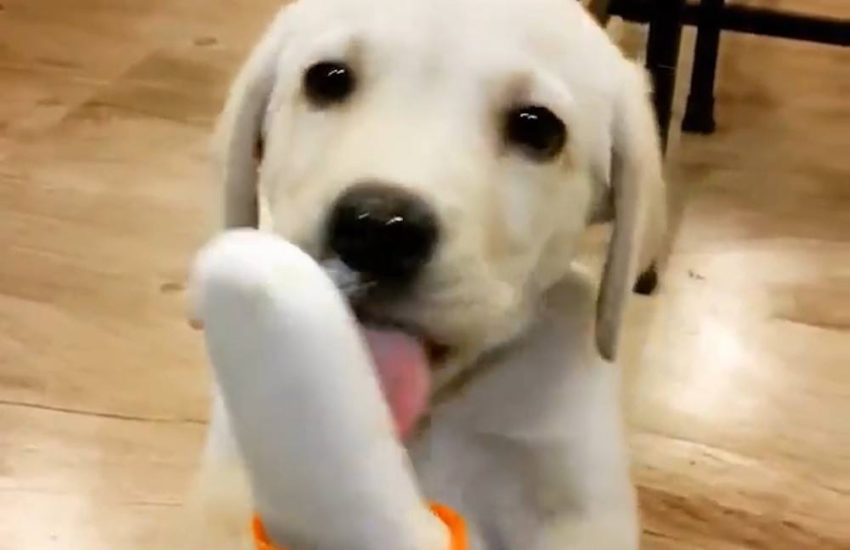 Puppy Licks Ice Lolly