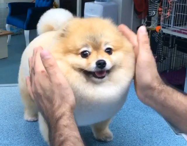 狗得到整潔