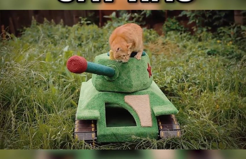 Cat Has Its Own Tank