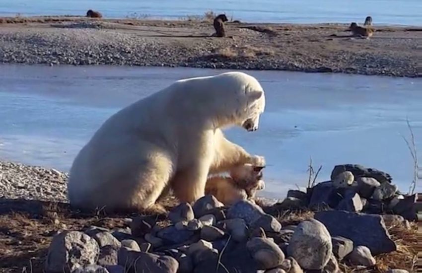 Polar Bear Stroking Dog