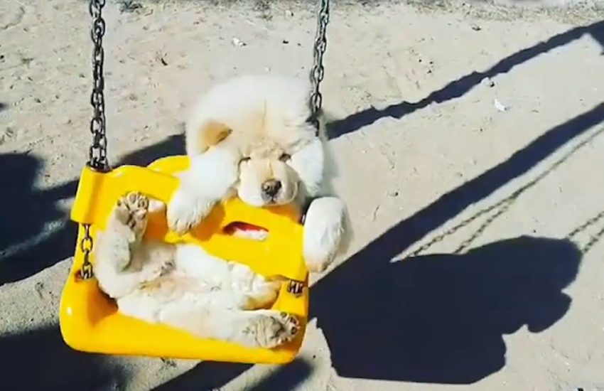 Swinging Dog Has No Friends