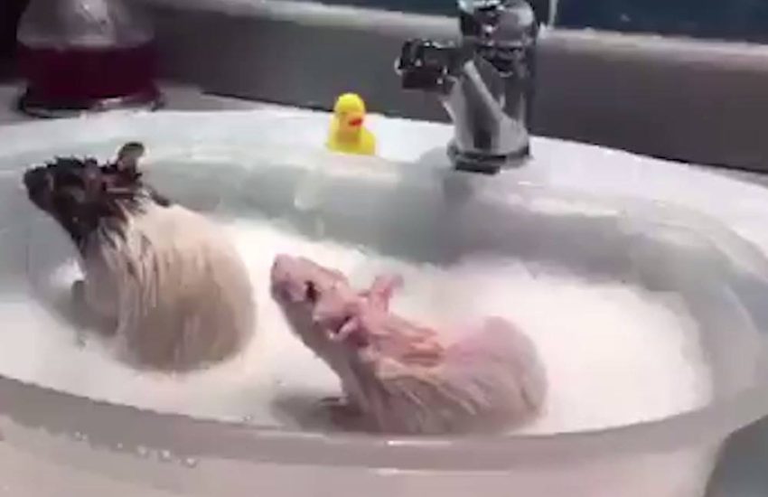 Rats having a bath