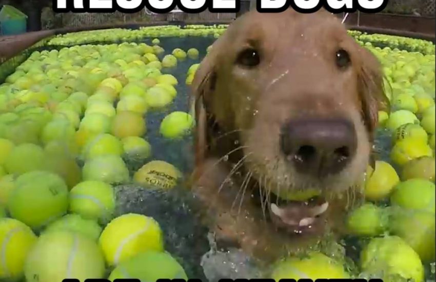 Rescue Dogs Are In Heaven