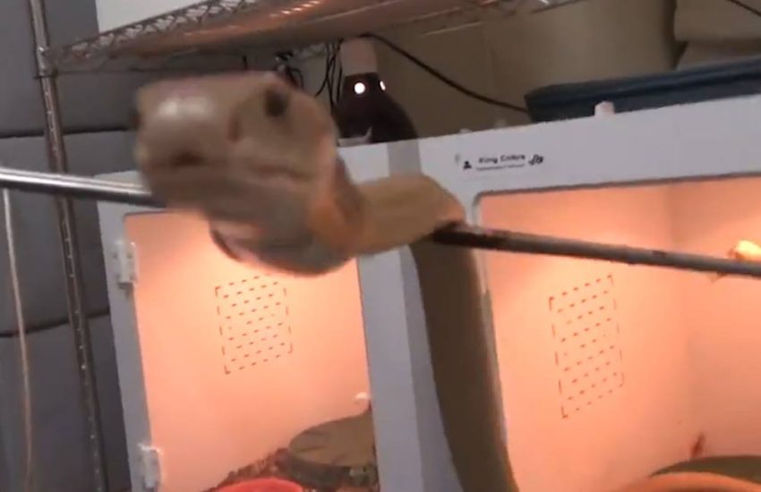 Calmest Guy Ever Telling Off Naughty Snakes