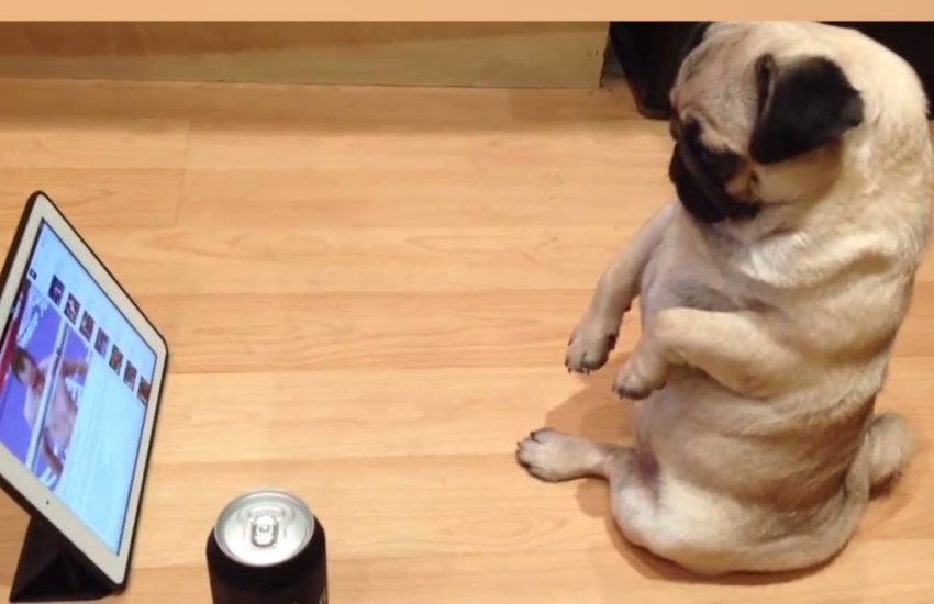 Pug watches iPad