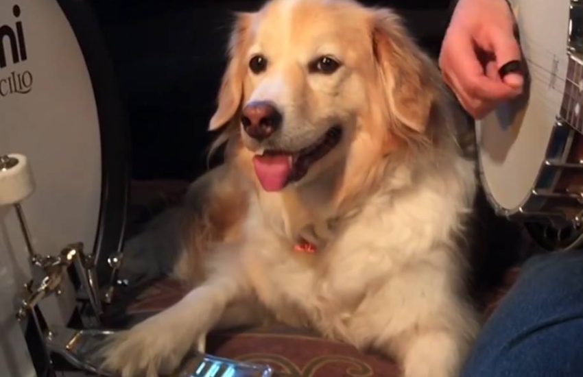 Dog Plays Dropkick Murphys