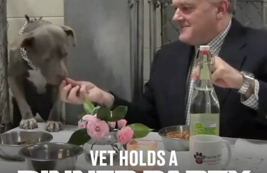 Vet Holds Dinner Party To Help Scared Dog
