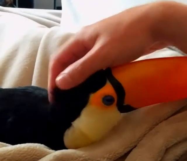 Toucan Cuddles Like A Puppy
