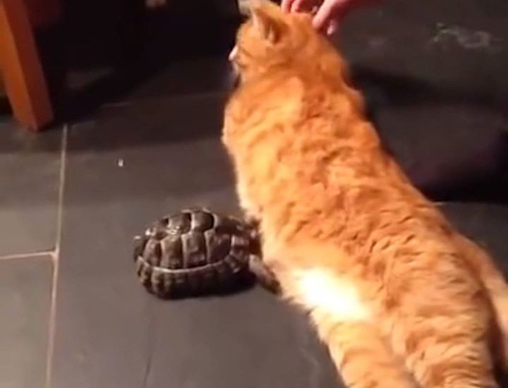 Tortoise Kicks Off With Cat