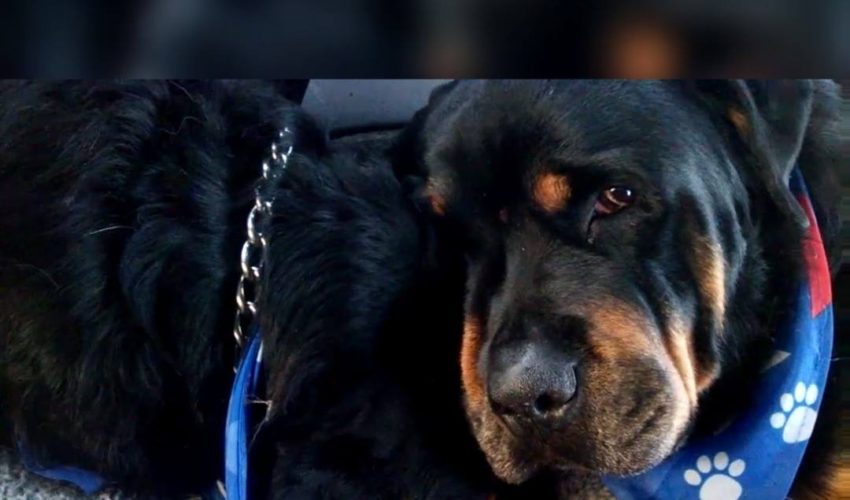CROT ROTTWEILER GRIEVES死去的兄弟
