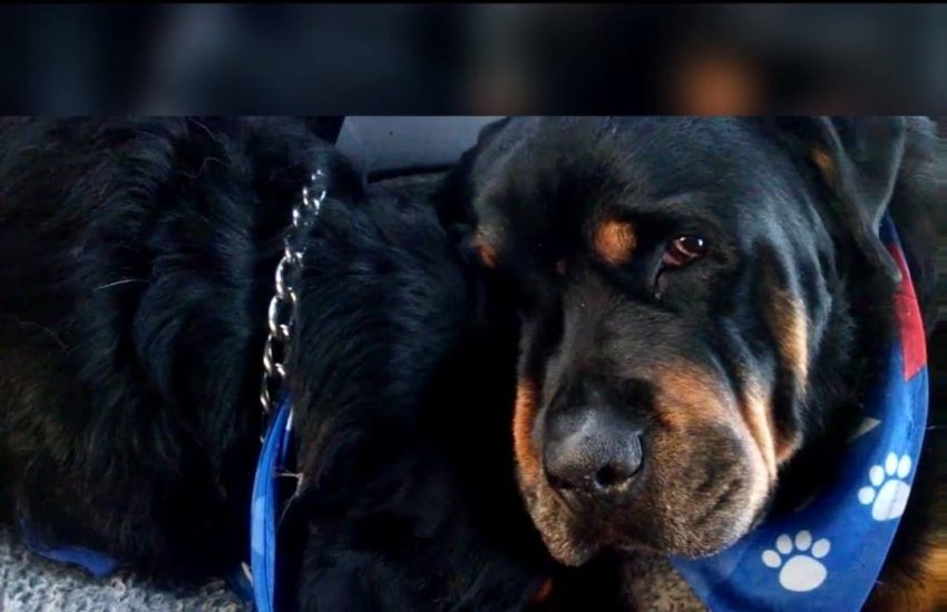 CRYING ROTTWEILER GRIEVES FOR DEAD BROTHER