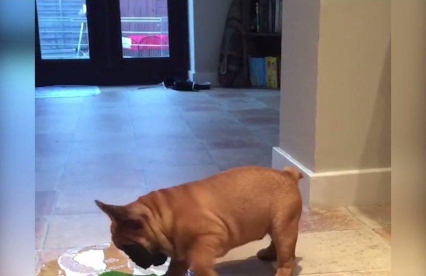 Dog Spills Water And Slips All Over