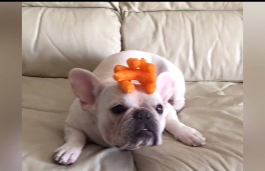 Dog wins the mannequin challenge