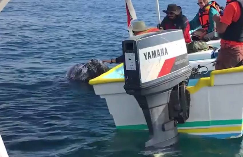 Tourists Pet a Whale in Baja California Sur
