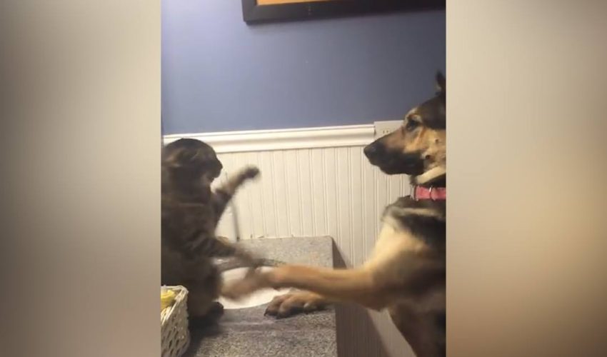 德國牧羊犬與貓拳擊比賽