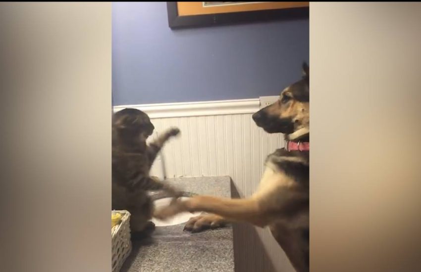 German Shepherd vs Cat boxing match