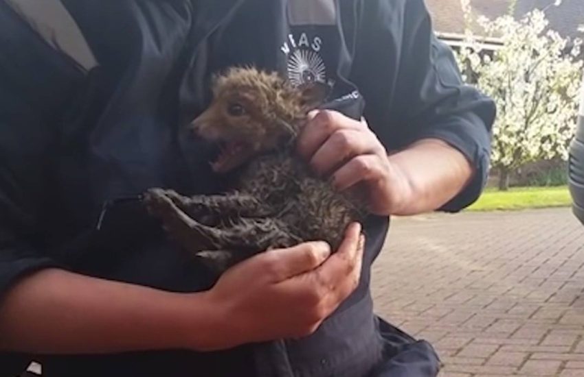 This poor little fox fell down a drain