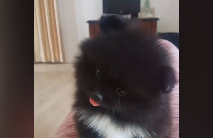 Cute puppy head tilt