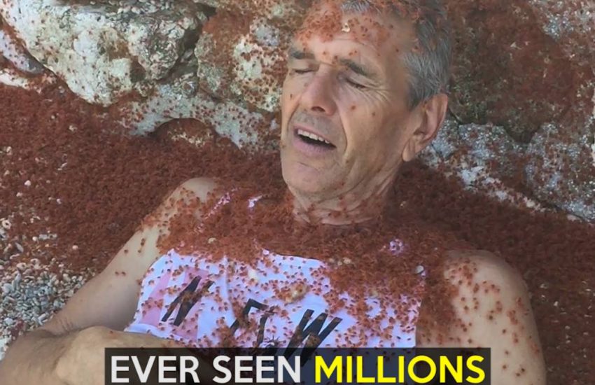 Ever seen millions of baby crabs?