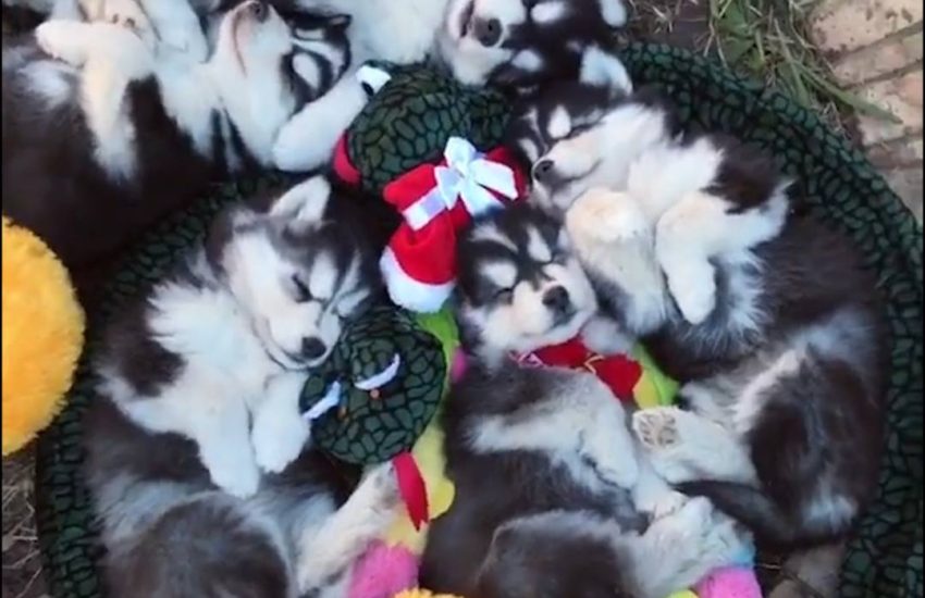 If you feel stressed, look at this pile of sleepy husky puppers Credit: MyWinterfell's Siberian Huskies