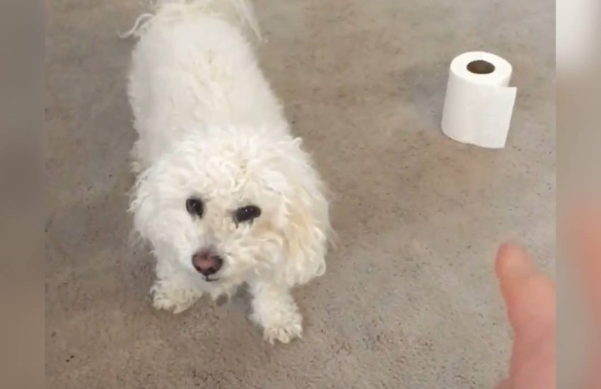 The worlds sassiest dog