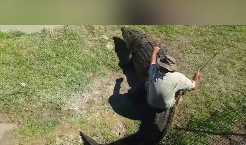 瘋狂的鱷魚專家搭便車