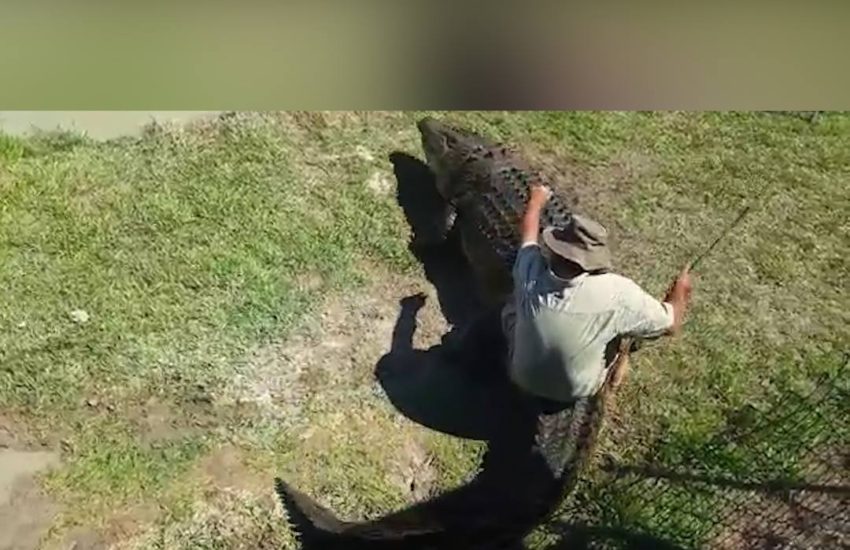 Crazy crocodile expert takes one on a ride