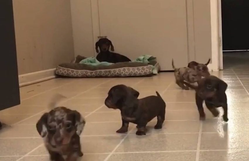Savage sausage dog stampede