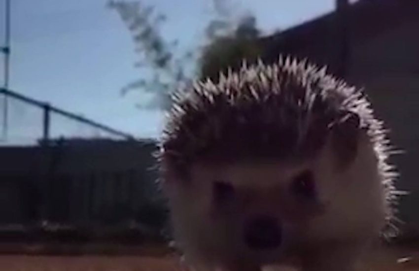 Slow-mo hedgehog is majestic AF