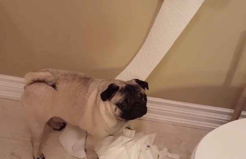 The naughtiest pug in all of the lands
