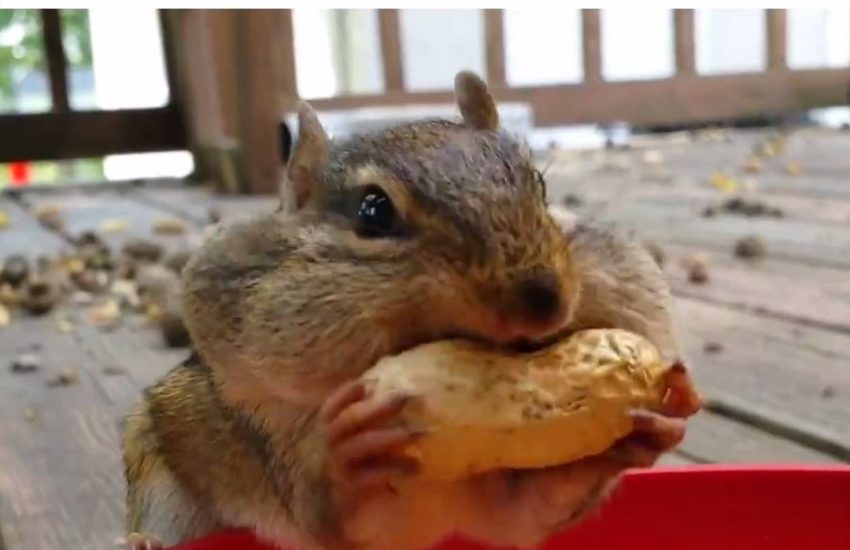 Leaked footage of me at an all you can eat