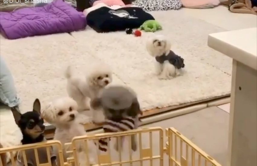 They're so cute I'm gonna die