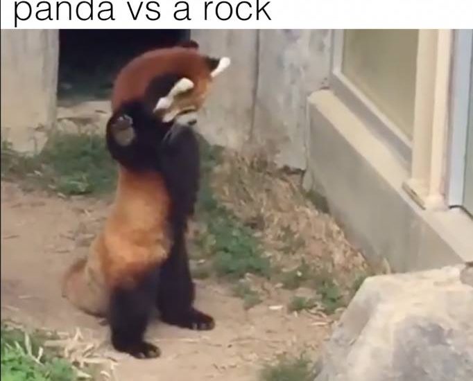 Ozzy man reviews red panda vs a rock