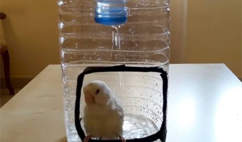 一隻鳥喜歡它自己的私人淋浴
