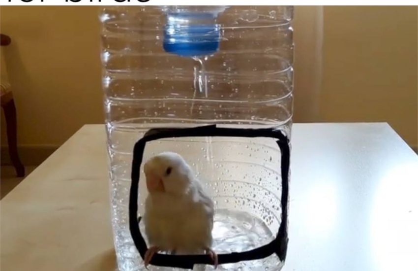 A bird enjoys it's own personal shower