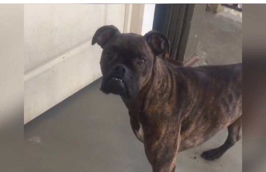 This dog needs his special chair to be able to eat