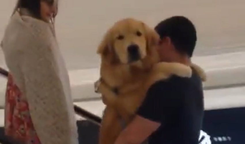只是一隻黃金獵犬隨身攜帶自動扶梯