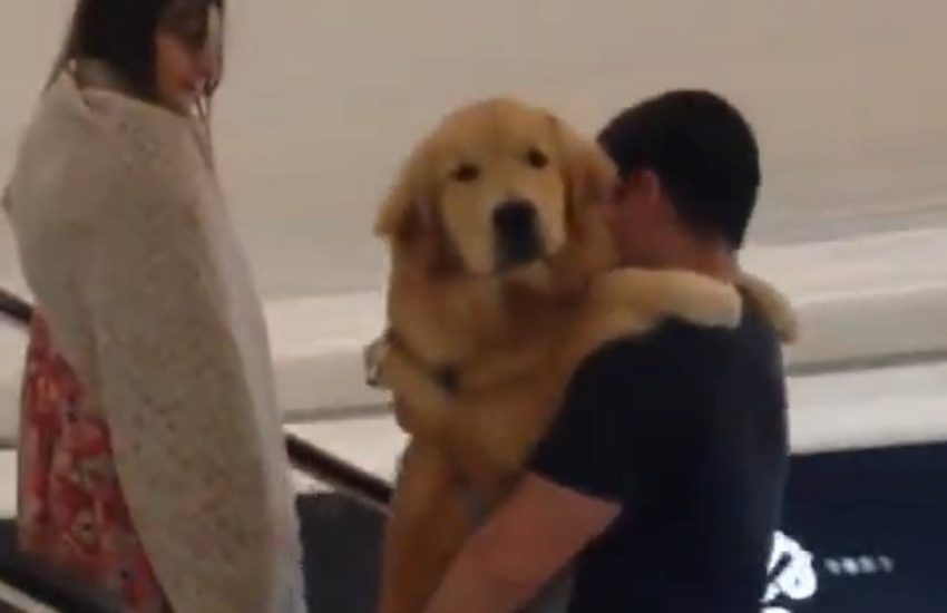 Just a Golden Retriever casually being carried up an escalator