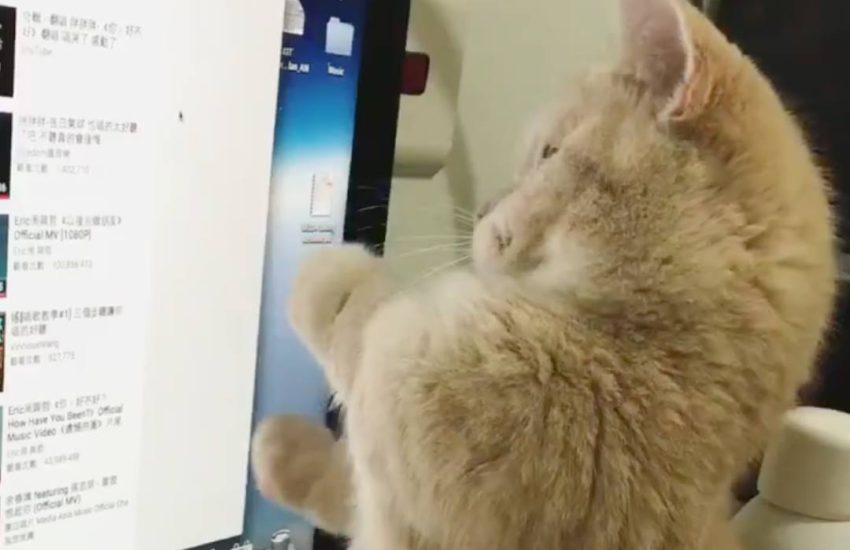 Trying to browse the internet when you have a cat