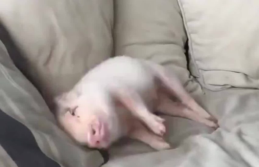 Trying to get comfy in bed like