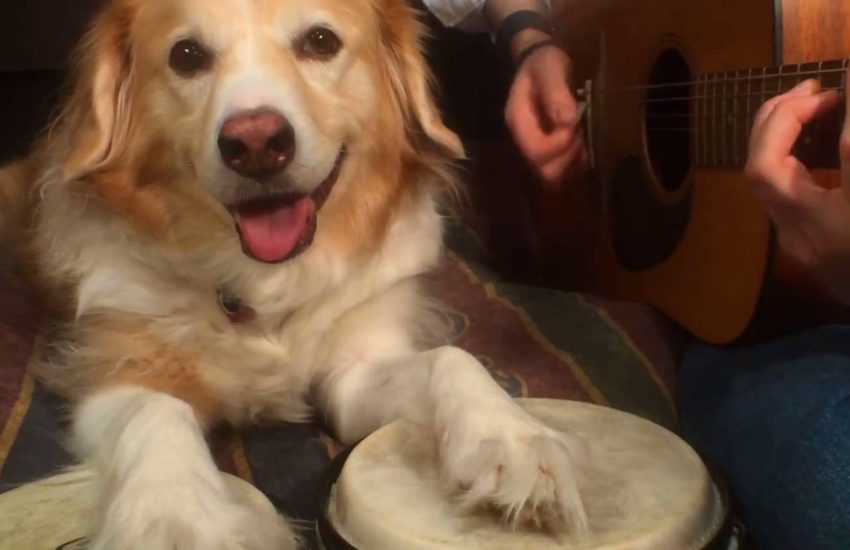 this may be my favourite internet credit: AcousticTrench