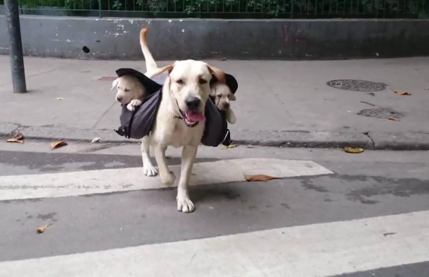 Labrador Walks with Puppies in Backpack